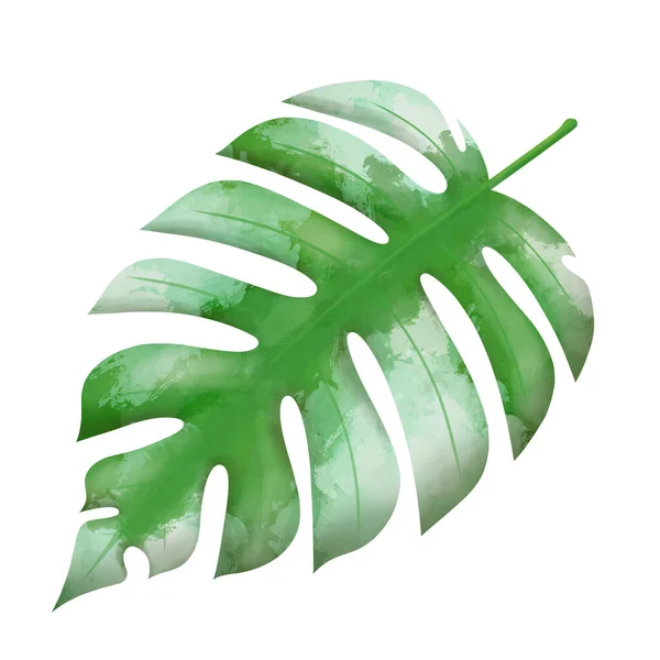 Green leaf monstera isolated on white background, watercolor botanical painting, hand drawing, tropical plant liana.
