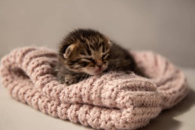 Yeni doğmuş koyu gri bir kedi yavrusu pembe örgü bir şeyin üzerinde uyur..
