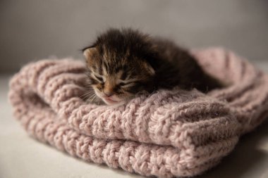 Yeni doğmuş koyu gri bir kedi yavrusu pembe örgü bir şeyin üzerinde uyur..