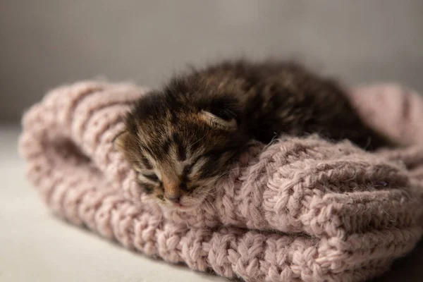 A newborn dark gray kitten sleeps on a pink knitted thing.