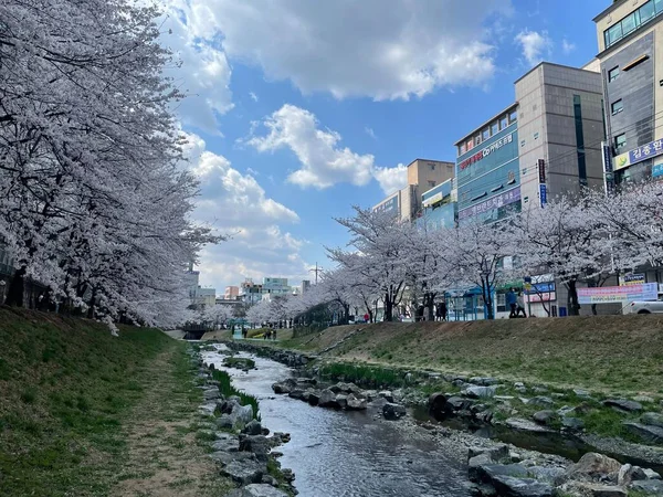 蔚山桜ビューの市内の川の中韓国 — ストック写真