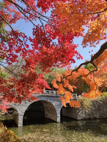 韓国の慶州ブルクサス秋 — ストック写真