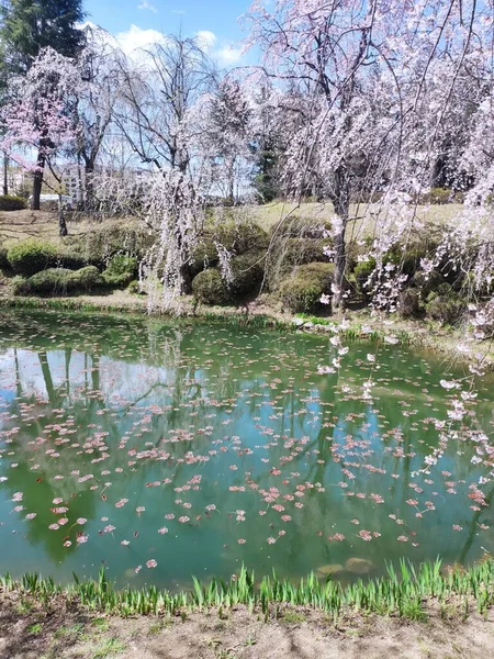 Flor Cerezo Con Pequeño Lago Gyeongju Corea — Foto de Stock