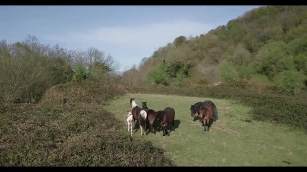 Family Horses Completly Far Away Civilization — Stock Video