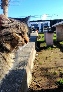 Restoranda güzel bir evcil kedi.