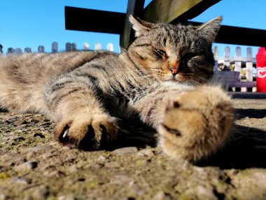 Güzel bir kedi uyuyor.