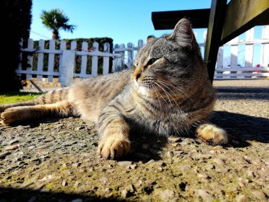 Kedi yerde oturuyor.