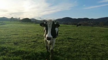 Çok güzel bir inek.