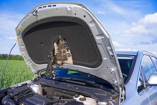 Martinin yol açtığı hasar