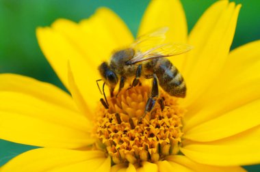 Honey bee at work on yellow blossom