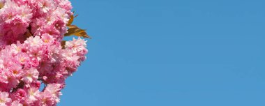 Japon süs kirazının çiçekleri, afiş biçimi