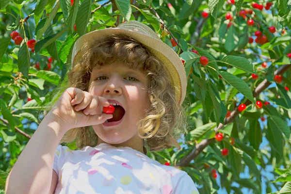 Criança Pega Cerejas Árvore — Fotografia de Stock