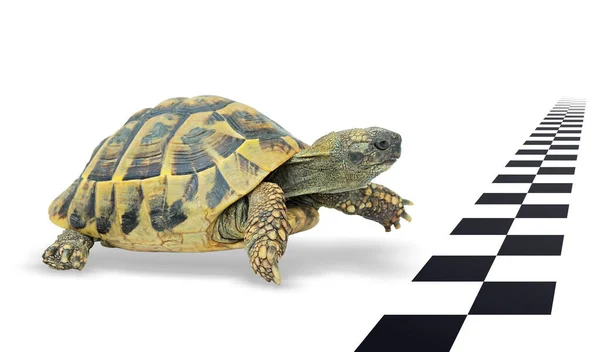 Turtle bitiş çizgisinden hemen önce.