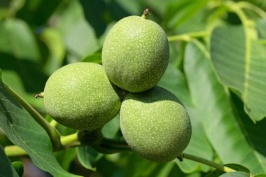 Ağaçtaki cevizleri kapat.