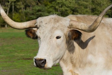 Yakın planda bir Heck sığırı