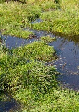 Islak çayırın portre biçimindeki detaylı görüntüsü
