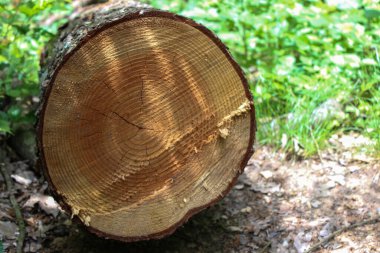 Taze kesilmiş odun, ağacın içinde daireler.