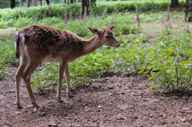 Ormanda yürüyen küçük bir geyik