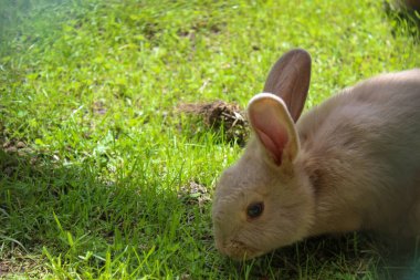 Yeşil bir çayırda güneşli havada sevimli bir tavşan