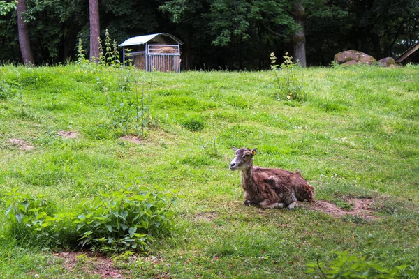 Goat Resting Clearing Sunny Spring Day — Stock Photo, Image