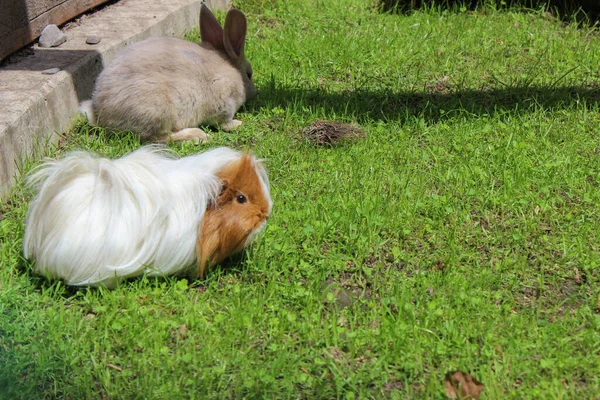 Cobaye Avec Petit Lapin Pour Une Promenade — Photo