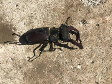 Gri asfalt üzerinde sürünen büyük bir kara bahar böceği, şehirde bir böcek.