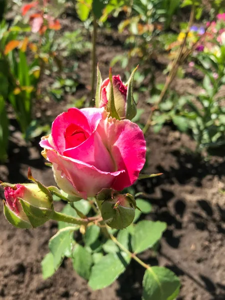 Bahçede tomurcukları olan pembe bir gül