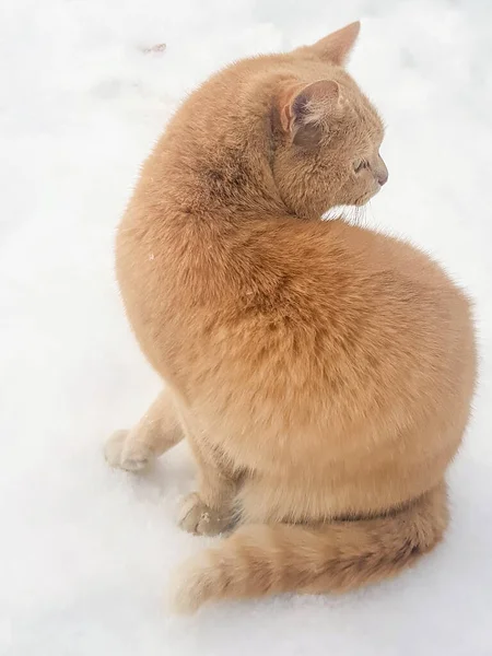 Silhueta Close Gato Vermelho Ver Voltar Contra Fundo Neve Rua — Fotografia de Stock