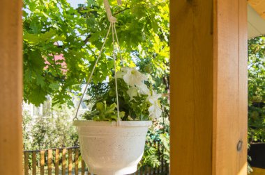 Beyaz petunyalı beyaz bir saksı güneşli bir yaz gününde ağaçların arka planında verandada asılı duruyor..