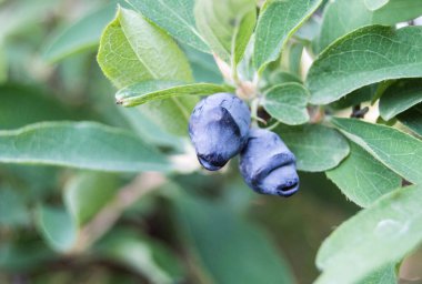Yeşil yaprakların üzerinde olgun ve sulu hanımeli meyveleri. Vejetaryen geçmişi, yeşil çalılı vahşi yaşam konsepti, yakın çekim..