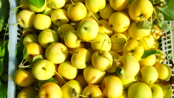 4Kビデオ 収穫された新鮮な小さな黄色のリンゴの収穫のクローズアップ 新鮮なリンゴ トップビューのフル大規模なプラスチック — ストック動画