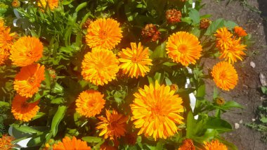 Güneşli bir günde, yeşil çimenlerin arka planına karşı hafif bir rüzgarda turuncu takvim çiçekleri. Yakın plan.