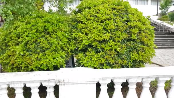 4k 비디오, 풍경 디자인의 마호니아 홀리 관목, 흰 석고 발루스드 뒤에서 공 모양으로 문질러서 여름에 공원의 고전적 인 디자인, 야외에서 — 비디오