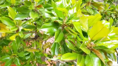 4k video, rüzgar bir yaz bahçesindeki manolya ağacının yapraklarını sallar, çiçekler olmadan, güneş ışığı olmadan.