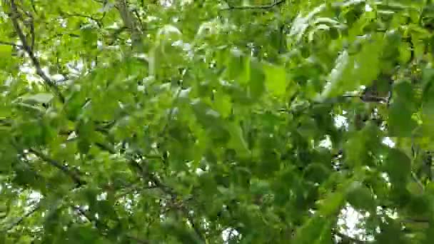 4kビデオ、強い風がクルミの木の葉を揺らし、木の近くで育った未熟なクルミ — ストック動画