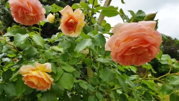 4k-Video, der Wind schüttelt eine schöne rosa Rose auf einem Kletterstrauch, der auf einem Spalier im Garten wächst-Eine schöne Naturreise im Freien — Stockvideo