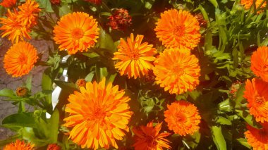 Güneşli bir günde, yeşil çimenlerin arka planına karşı hafif bir rüzgarda turuncu takvim çiçekleri. Yakın plan..