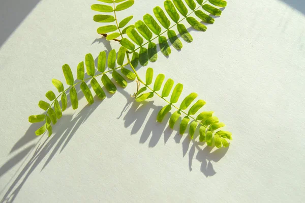 Lumière Soleil Ombre Une Plante Verte Rameaux Avec Des Feuilles — Photo