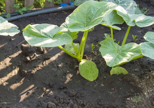 Jóvenes Plantas Calabaza Suelo Jardín Largo Antigua Valla Manguera Del —  Fotos de Stock