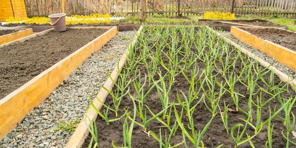 Cultivo Ajos Cebollas Camas Madera Para Cultivo Hortalizas Acuerdo Con —  Fotos de Stock