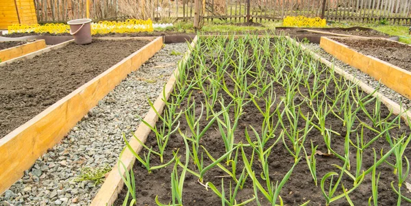 Pěstování Česneku Cibule Dřevěné Záhony Pro Pěstování Zeleniny Souladu Zásadami Stock Snímky
