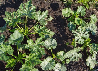 Genç organik kabak fidelerinin üst görüntüsü. Organik tarım. Sebze hasadı.