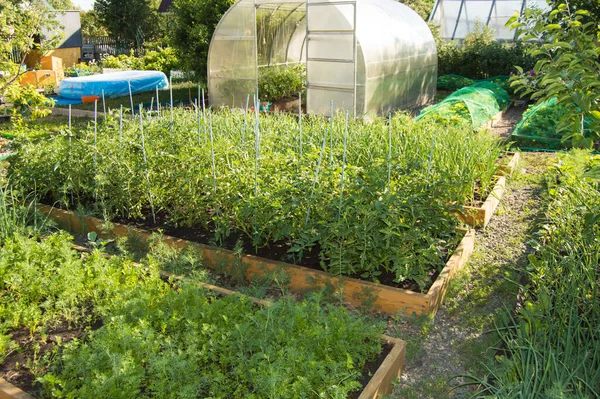 Vista Huerto Con Parterres Tomates Zanahorias Invernadero Policarbonato Semicircular Jardinería —  Fotos de Stock