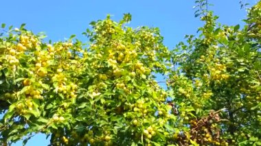 4k video, elma ağacı dalları ve rüzgarda küçük sarı elma hasadı. Ağaçta sallanan meyveler. Bahçe elması. Üretken ağaçlar. Dallar rüzgarda sallanıyor.