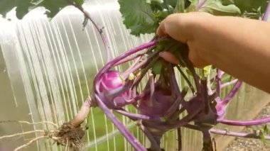 4K video, bir bahçıvan elinde kohlrabi mahsulü tutuyor. Çiftçilik, vejetaryenlik ve sağlıklı beslenme kavramı