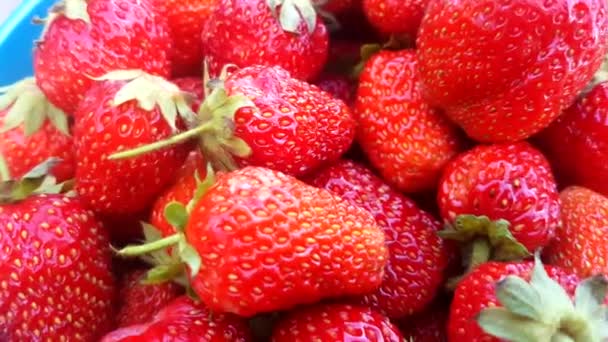 Video Închiderea Recoltei Căpșuni Roșii Proaspete Recoltate Vedere Sus — Videoclip de stoc