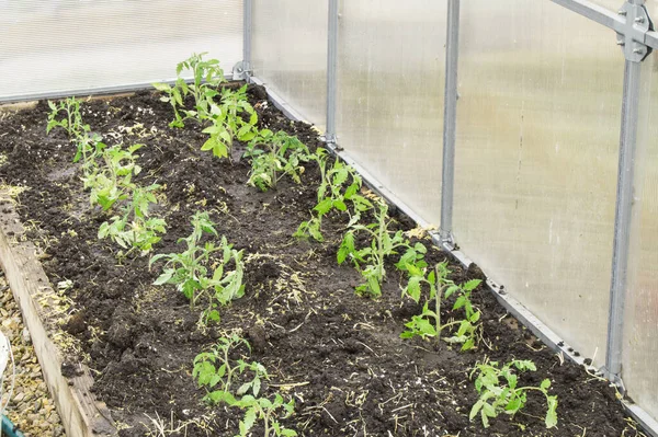 Cultivando Plantas Jóvenes Tomate Invernadero Policarbonato Concepto Jardinería Orgánica —  Fotos de Stock