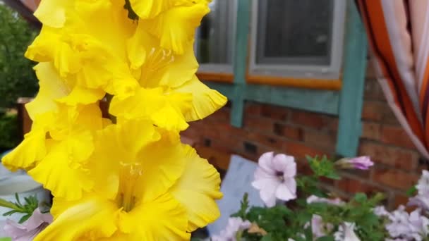 Wideo Jeden Żółty Gladiolus Kwiat Huśtawka Silnym Wietrze Zewnątrz Zbliżenie — Wideo stockowe