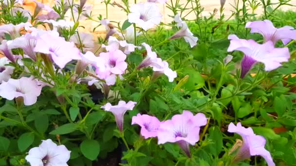 4Kビデオ クローズアップの美しいピンクハングペチュニア花が風に揺れる — ストック動画