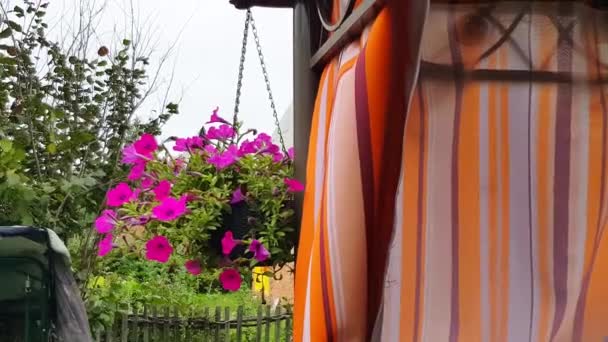 4Kビデオ クローズアップの美しいピンクのぶら下げペチュニア花風に揺れる夏のベランダの天蓋の背景 — ストック動画